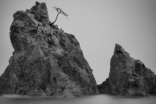 Roca en blanco y negro con un árbol en la parte superior