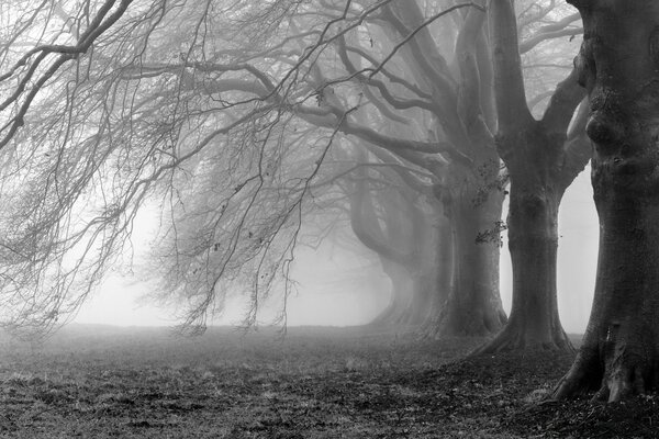 Forêt brumeuse en noir et blanc