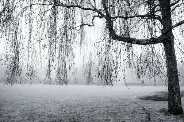 Black tree branches on the background of a foggy field