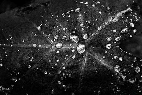 Black and white leaf with dew drops