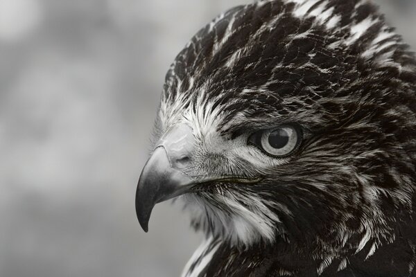 Schwarz-Weiß-Porträt eines wilden Vogels