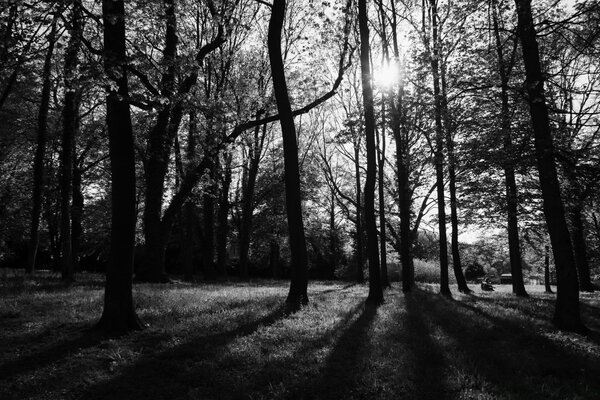 Ein Wald mit sonnigen Einblicken in Schwarz-Weiß