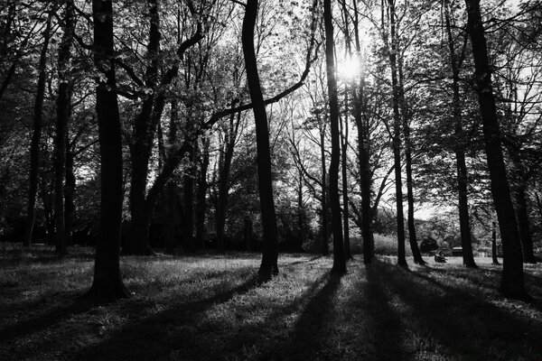 森林与阳光闪烁的黑色和白色