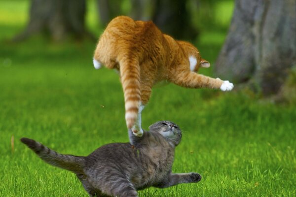 A gray and a red cat are fighting on the lawn