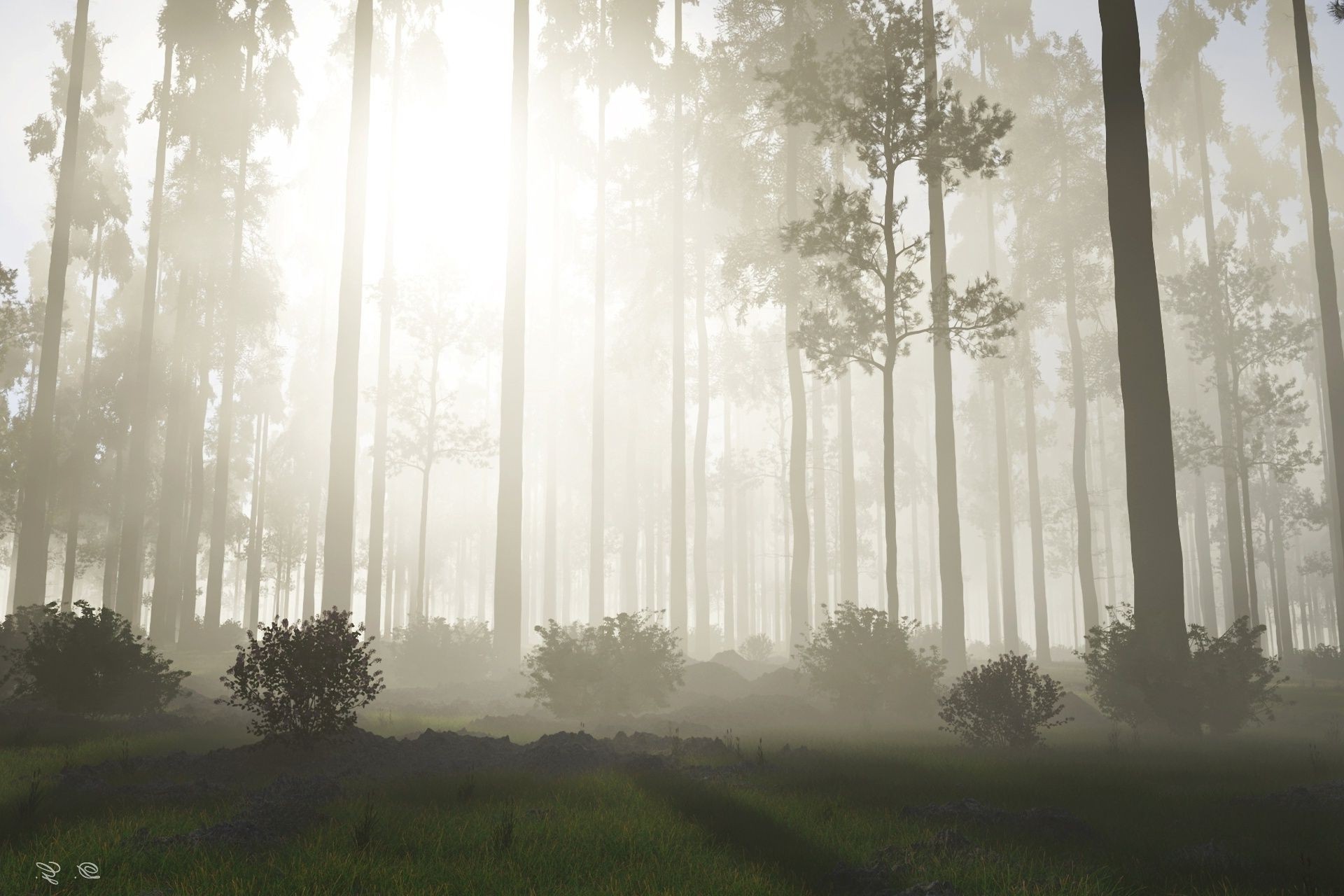 landscapes tree fog mist wood landscape nature leaf