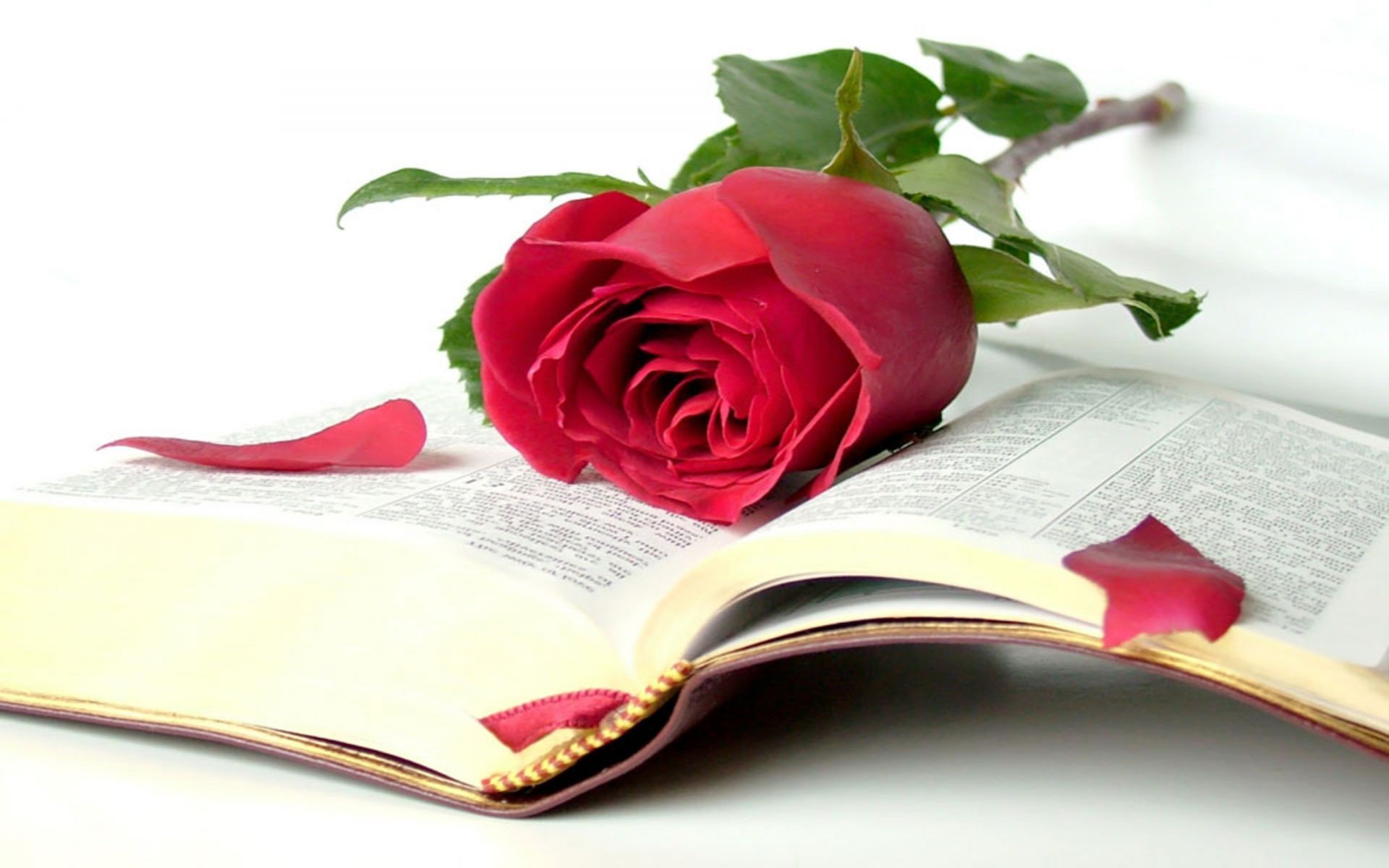 rosas amor flor hoja romance escritorio papel libro página romántico