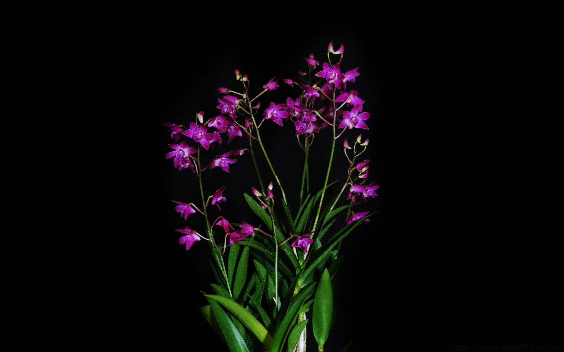 negro naturaleza flor flora hoja brillante color verano