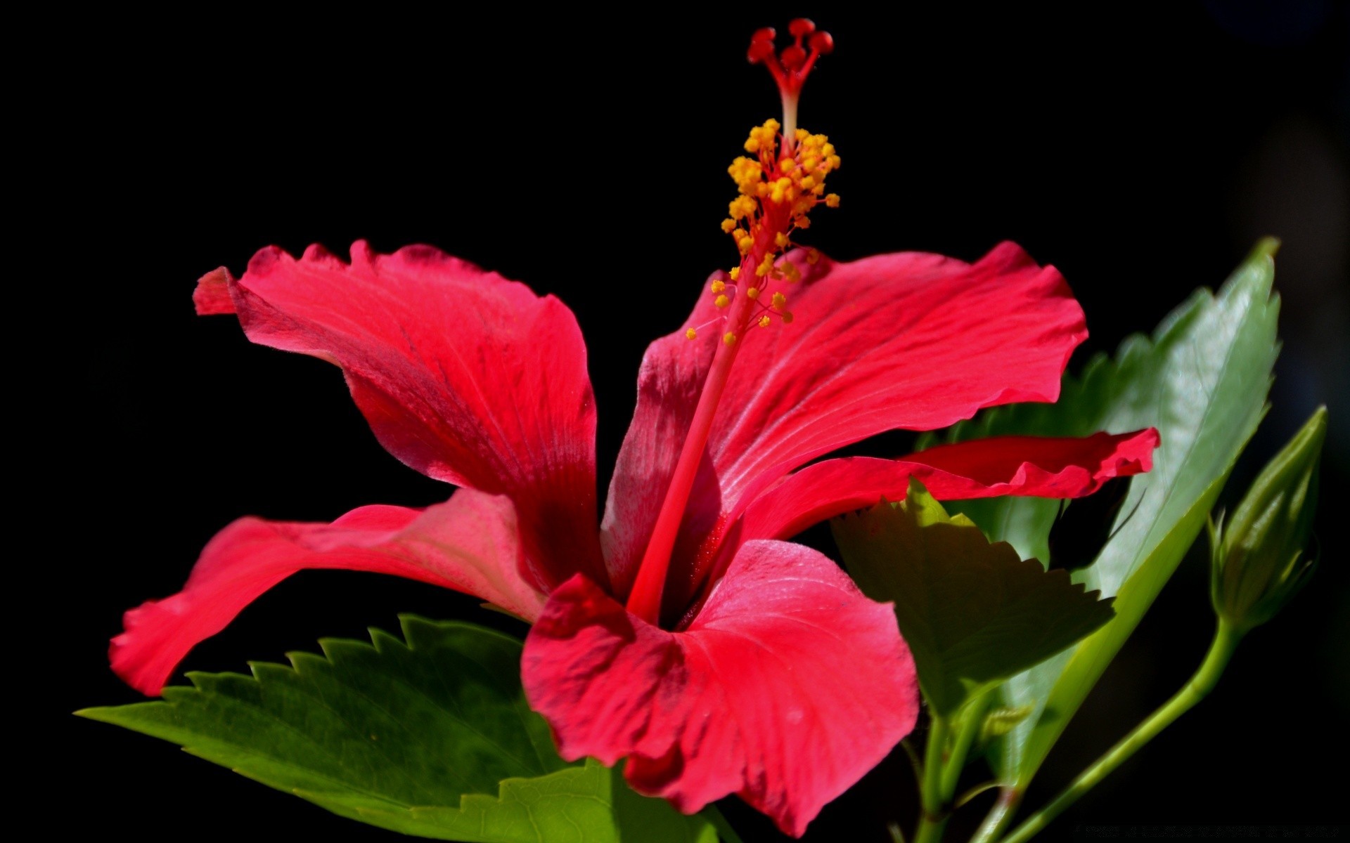 preto flor folha natureza flora jardim floral pétala hibisco blooming verão cor brilhante bela