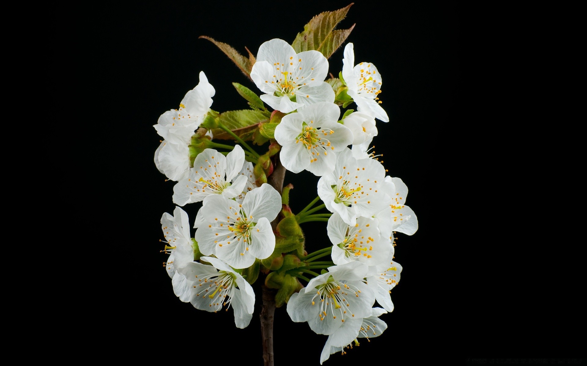 noir fleur flore nature pétale feuille bluming copain cerise branche floral tendre pomme croissance arbre jardin lumineux couleur saison