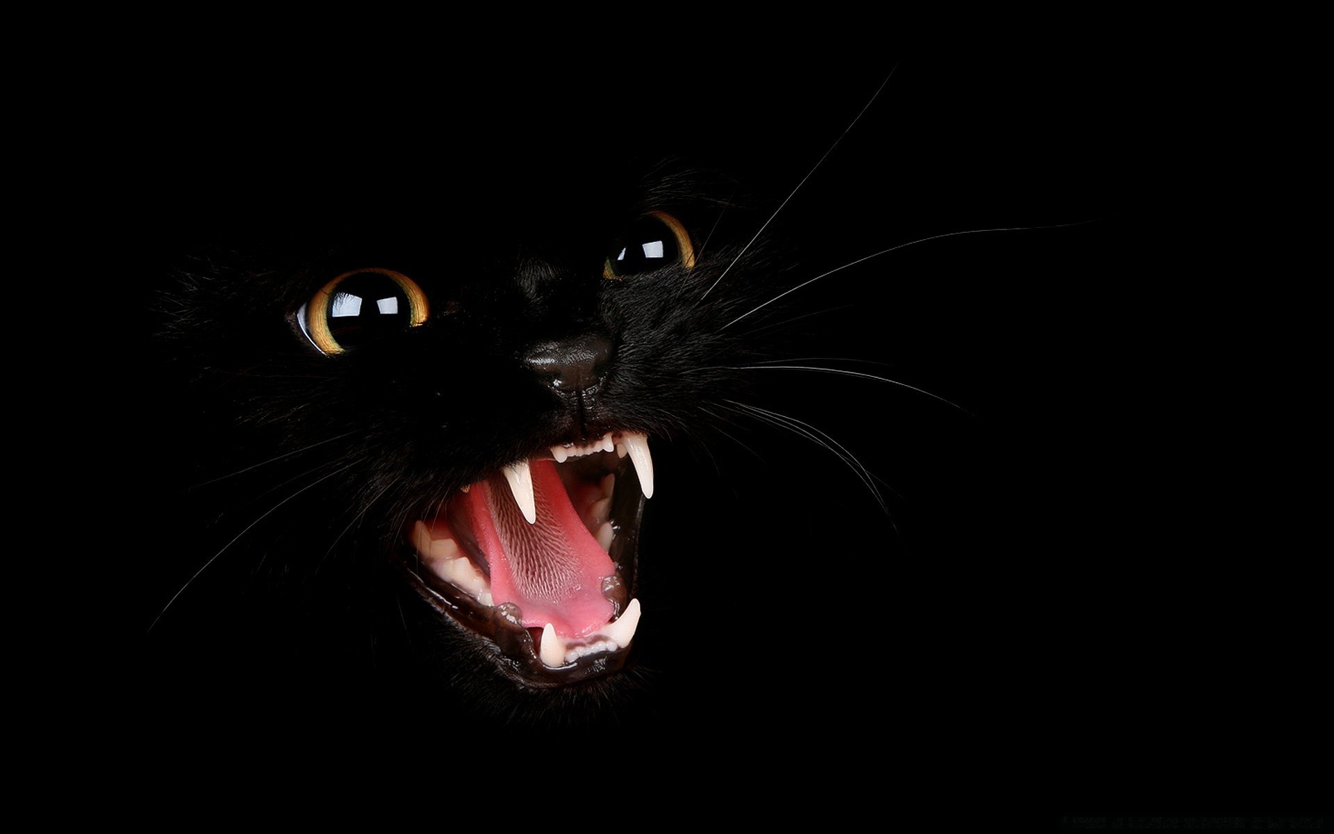 preto escuro vicioso retrato inseto borboleta cara horror olho máscara dia das bruxas desktop assustador invertebrados estúdio mistério animal sozinho medo assustador