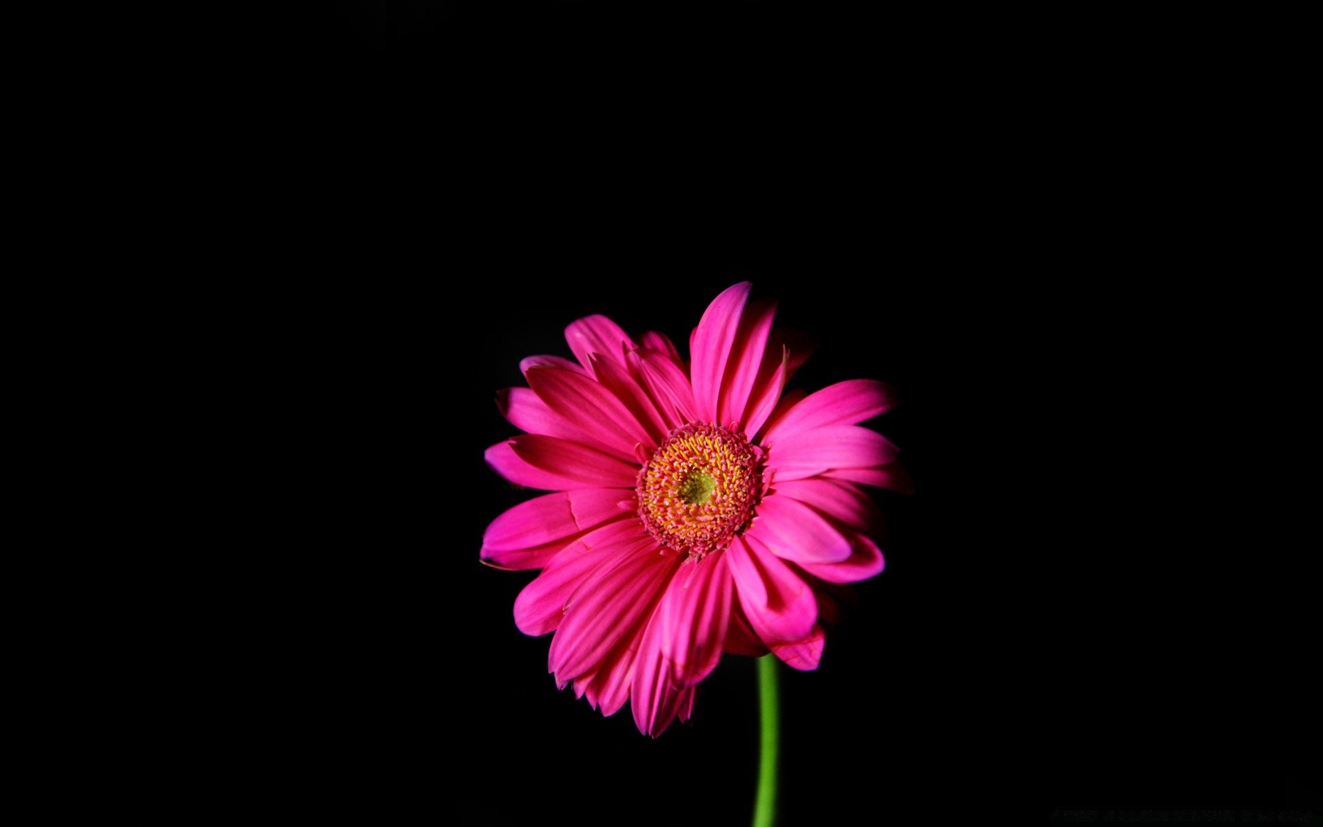 preto flor flora natureza brilhante cor pétala bela verão floral blooming desktop