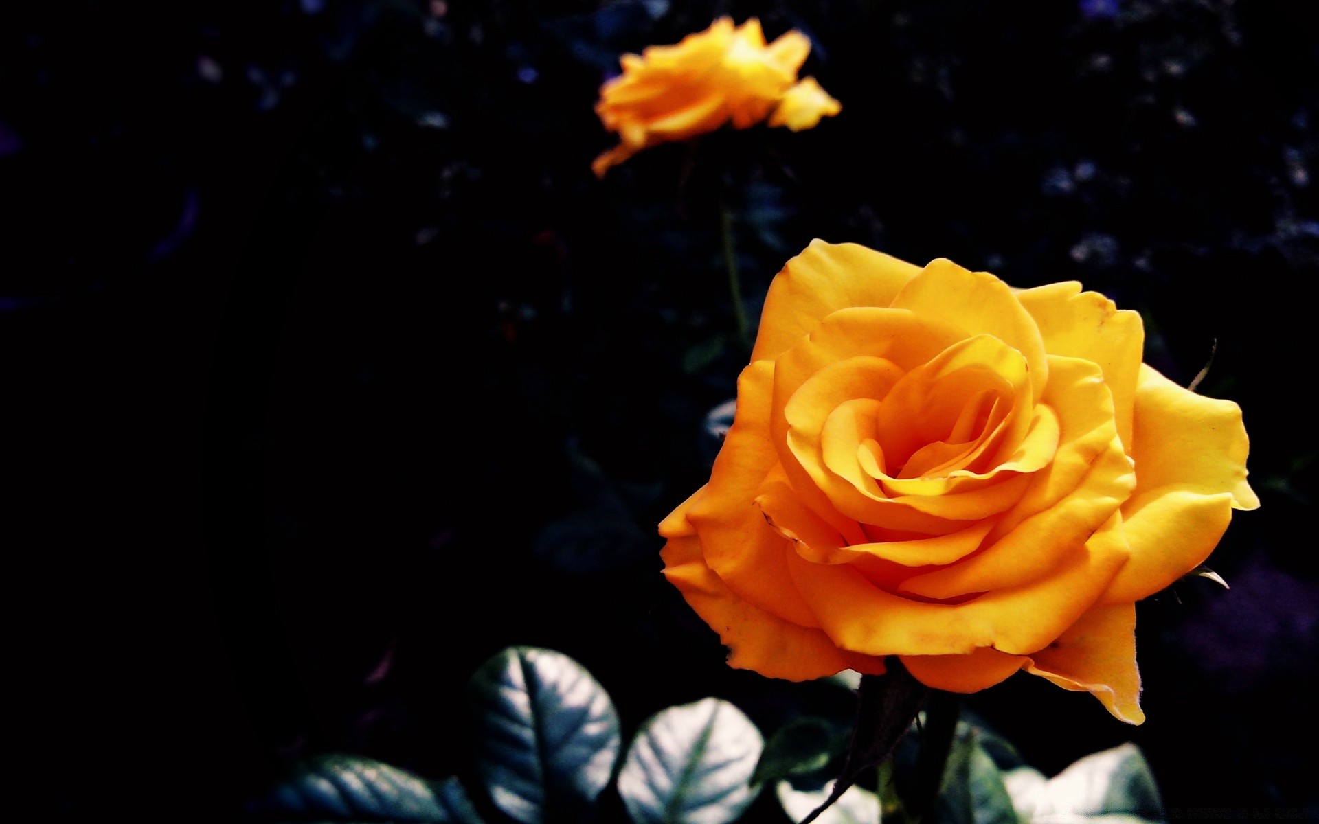 nero fiore rosa natura petalo amore romanticismo foglia flora colore