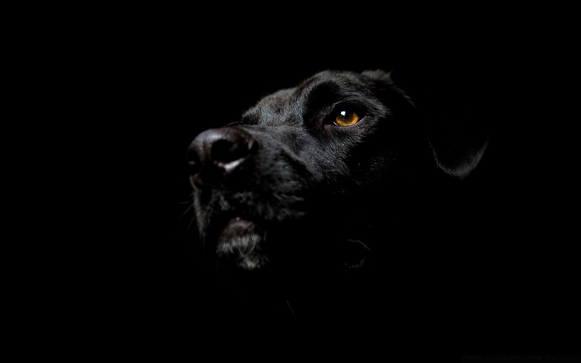 czarny pies zwierzę ssak portret monochromatyczny studio pet kynolog śliczne