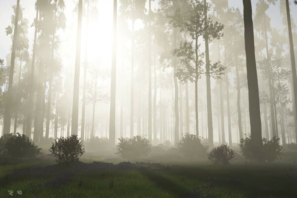 Landscape of forest trees in fog