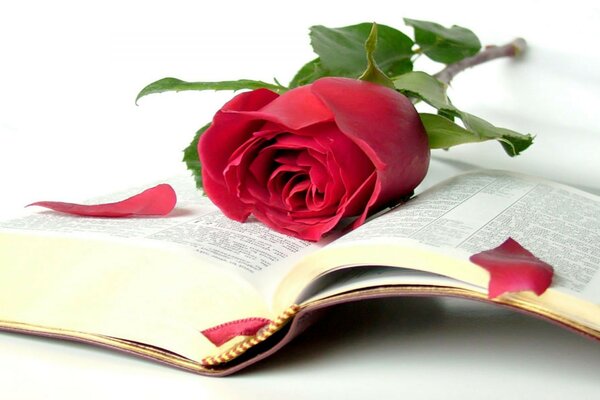 Bible rose livre beauté sagesse livre ouvert levr