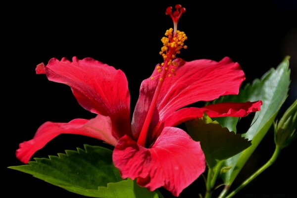 Primer plano de la flor roja inusual