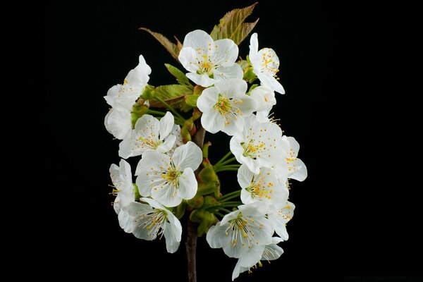 Weiße Blüten mit einer brennenden Mitte auf schwarzem Hintergrund