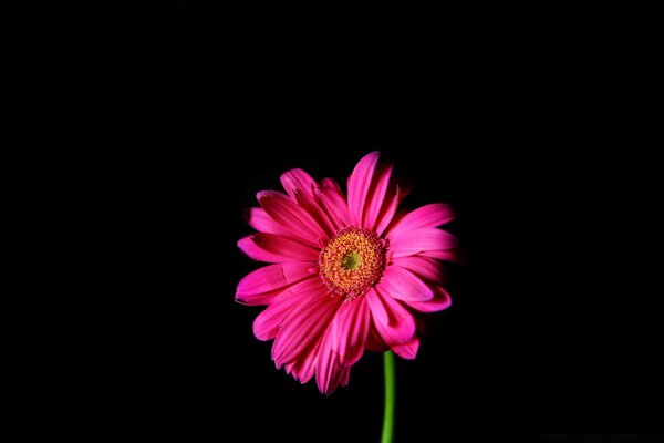 Fiore bello e luminoso su sfondo nero