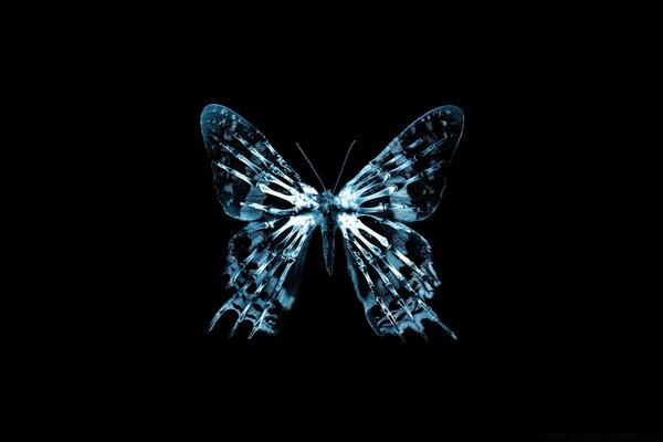 Blue butterfly on a black background