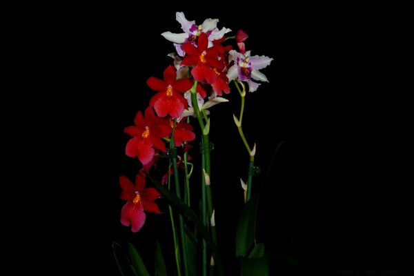 Schöne Blumen auf schwarzem Hintergrund