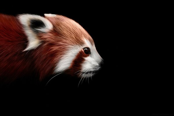 A red painted raccoon sniffs
