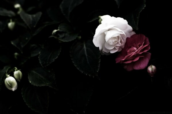 Rosas blancas y rojas cerca