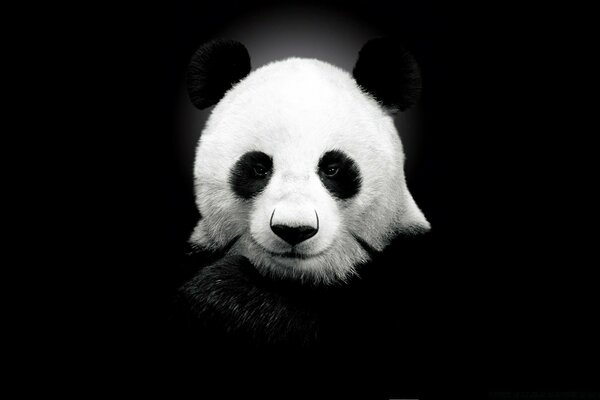 Panda-Foto auf schwarzem Hintergrund