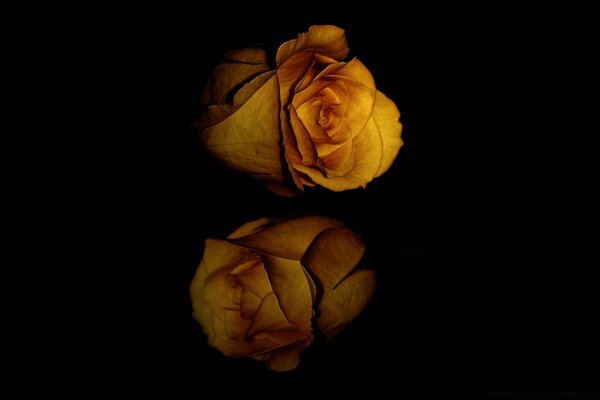 Displaying a single flower on a black background