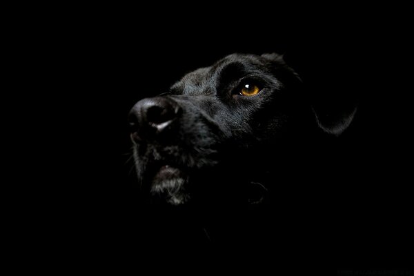 Animal black dog on a black background is a beautiful picture