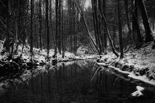 Ліс річка чорно-білий знімок дерева відображаються у воді