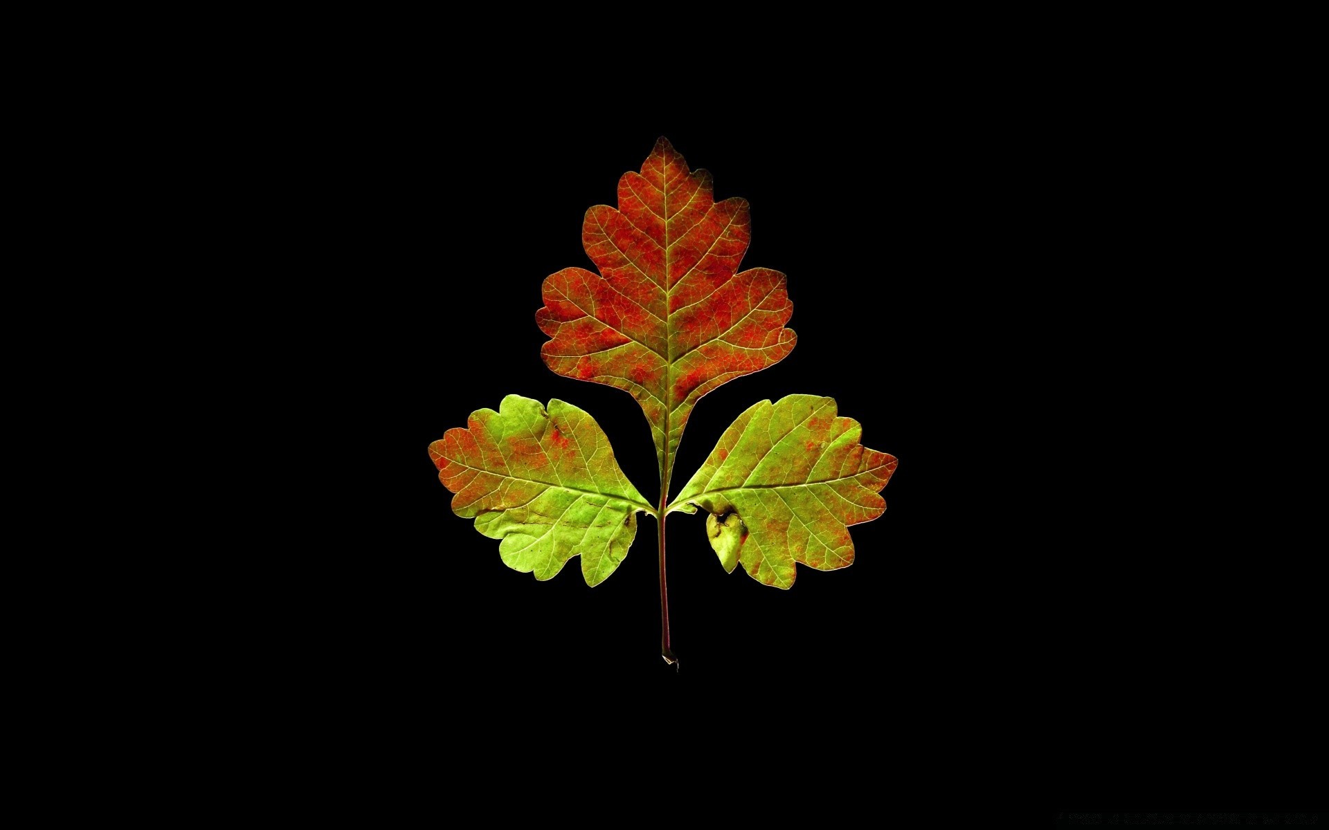 schwarz blatt flora baum natur desktop wachstum herbst farbe licht umwelt kunst