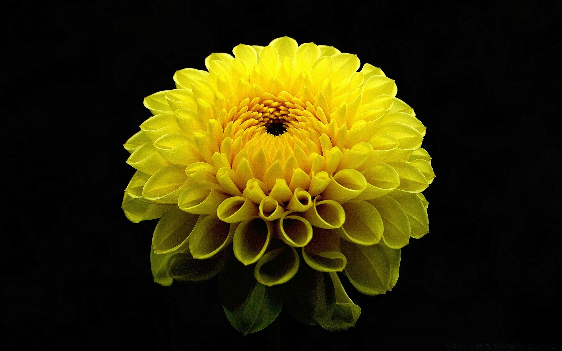 preto flor flora natureza pétala bonita cor blooming brilhante verão close - up floral