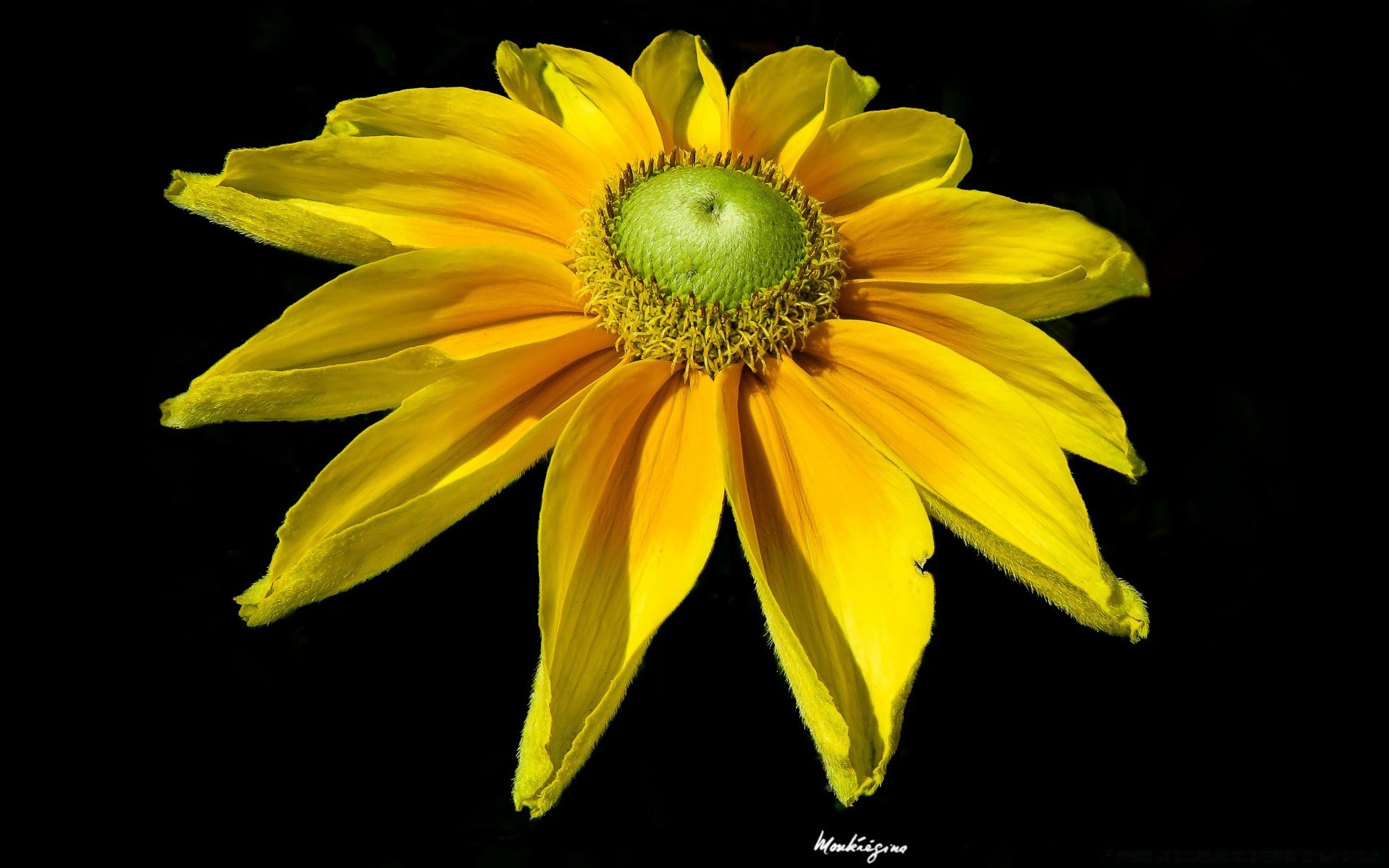 negro naturaleza flora flor brillante hoja verano color jardín crecimiento hermoso