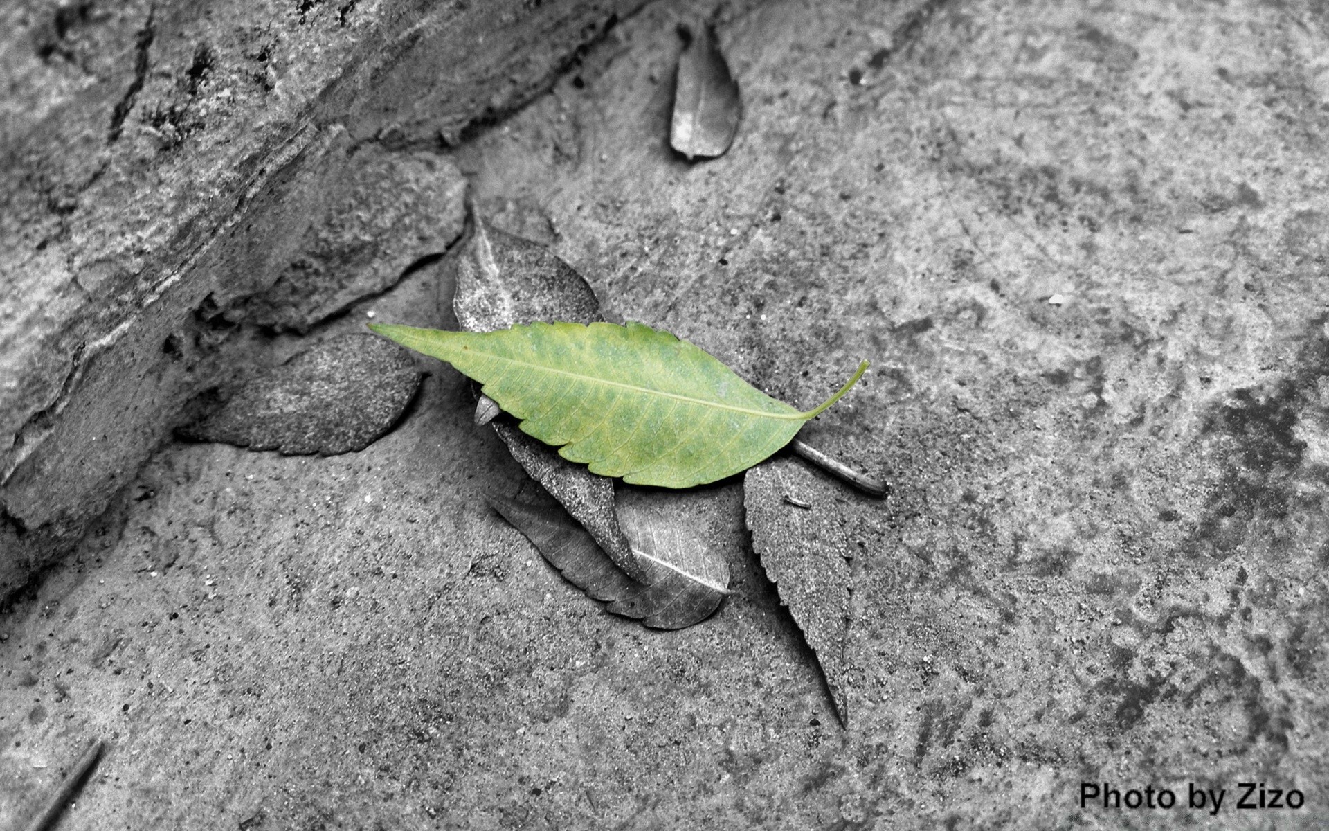 schwarz natur blatt flora holz im freien boden desktop schließen