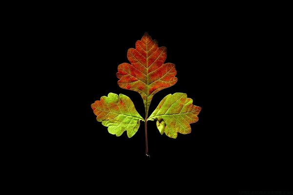 Autumn leaf in green and red tones