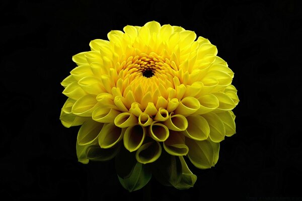 Rich bright yellow dahlia flower