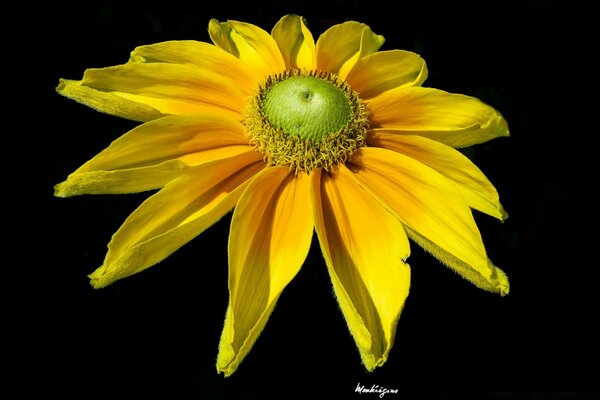 Flor amarilla brillante en la luz