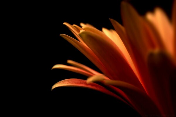 Photo of a flower on a black background