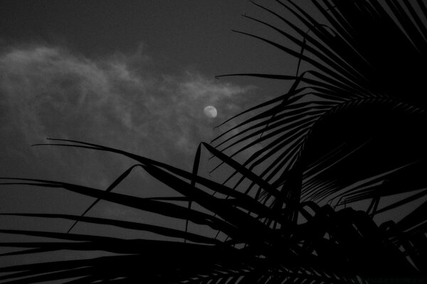 Der Mond am schwarzen Himmel. Monochromes Bild. Silhouette auf einem Hintergrund von Wolken