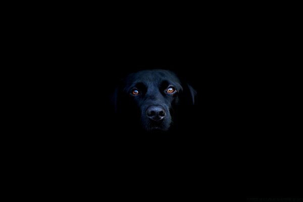 Portrait of a black dog on a black background