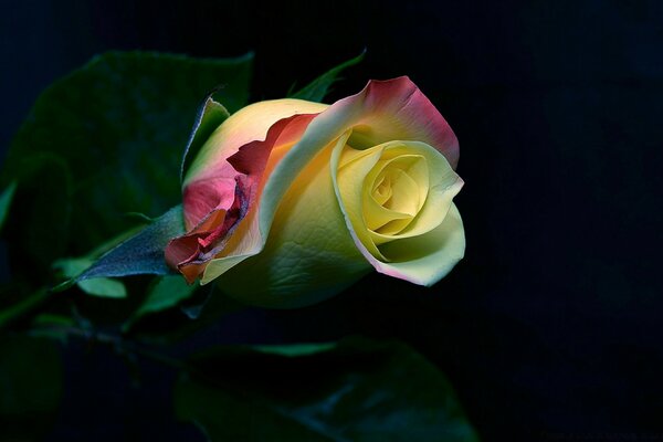 Rose mit bunten Blütenblättern auf schwarzem Hintergrund