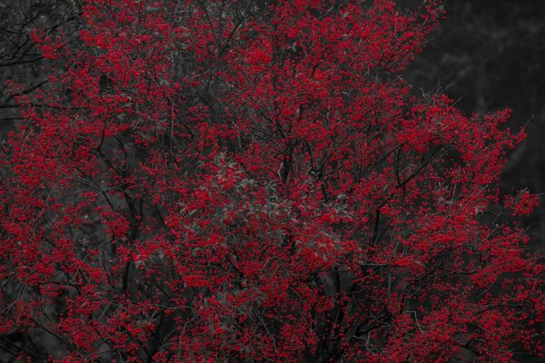 A tree with red fruits