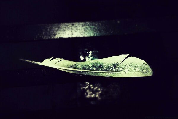 A green feather in raindrops