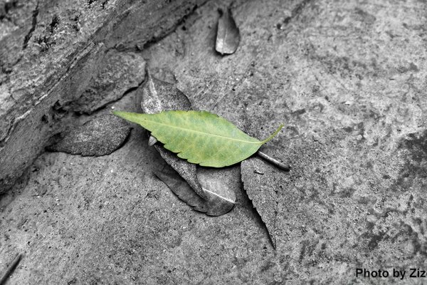 A leaf of a tree on gray wood