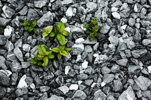 Photo template of a black white image made of stones