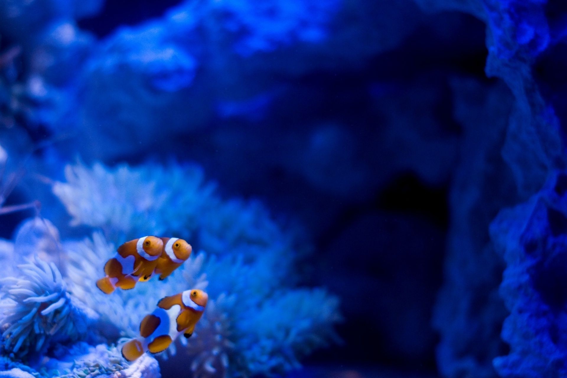 animales bajo el agua peces invertebrados agua coral naturaleza mar océano color desenfoque