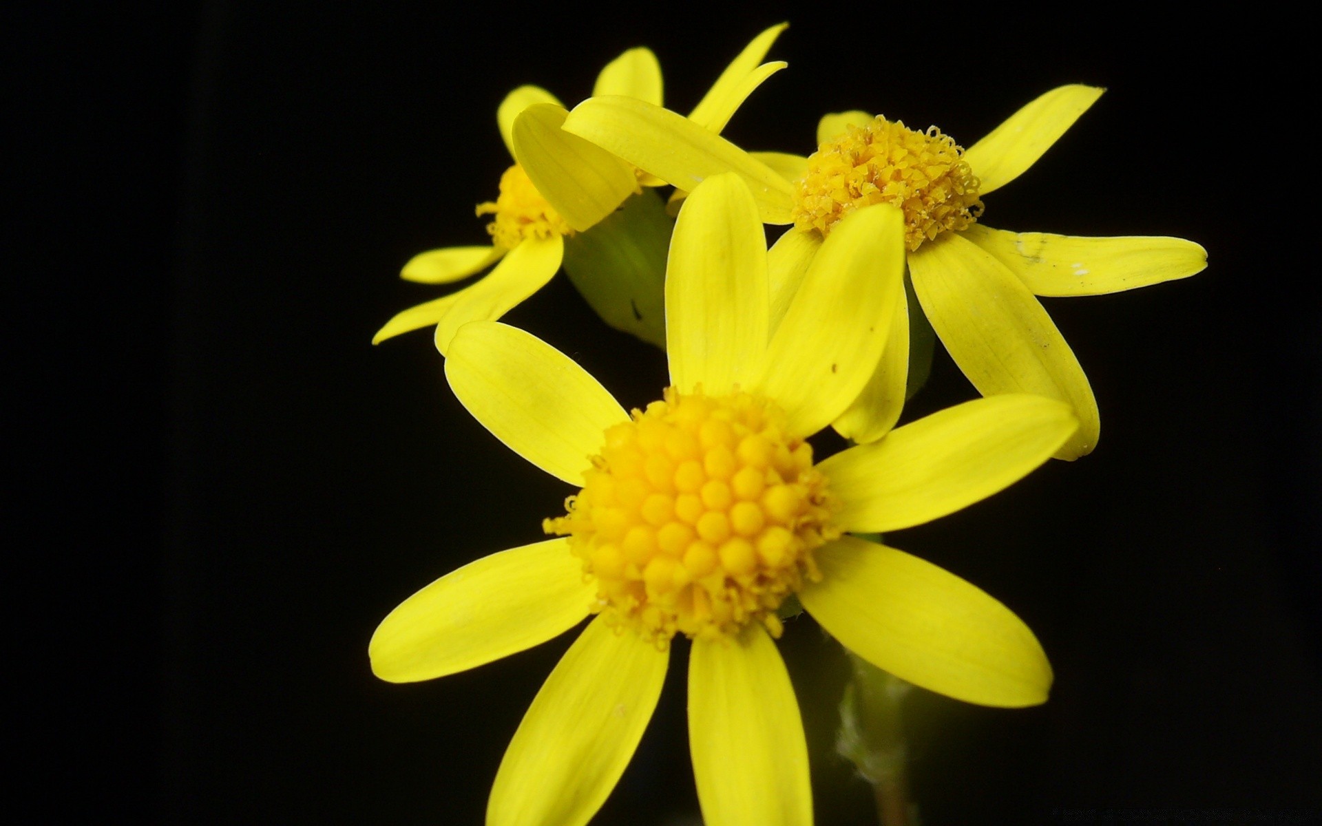 czarny natura kwiat flora lato liść jasny kolor