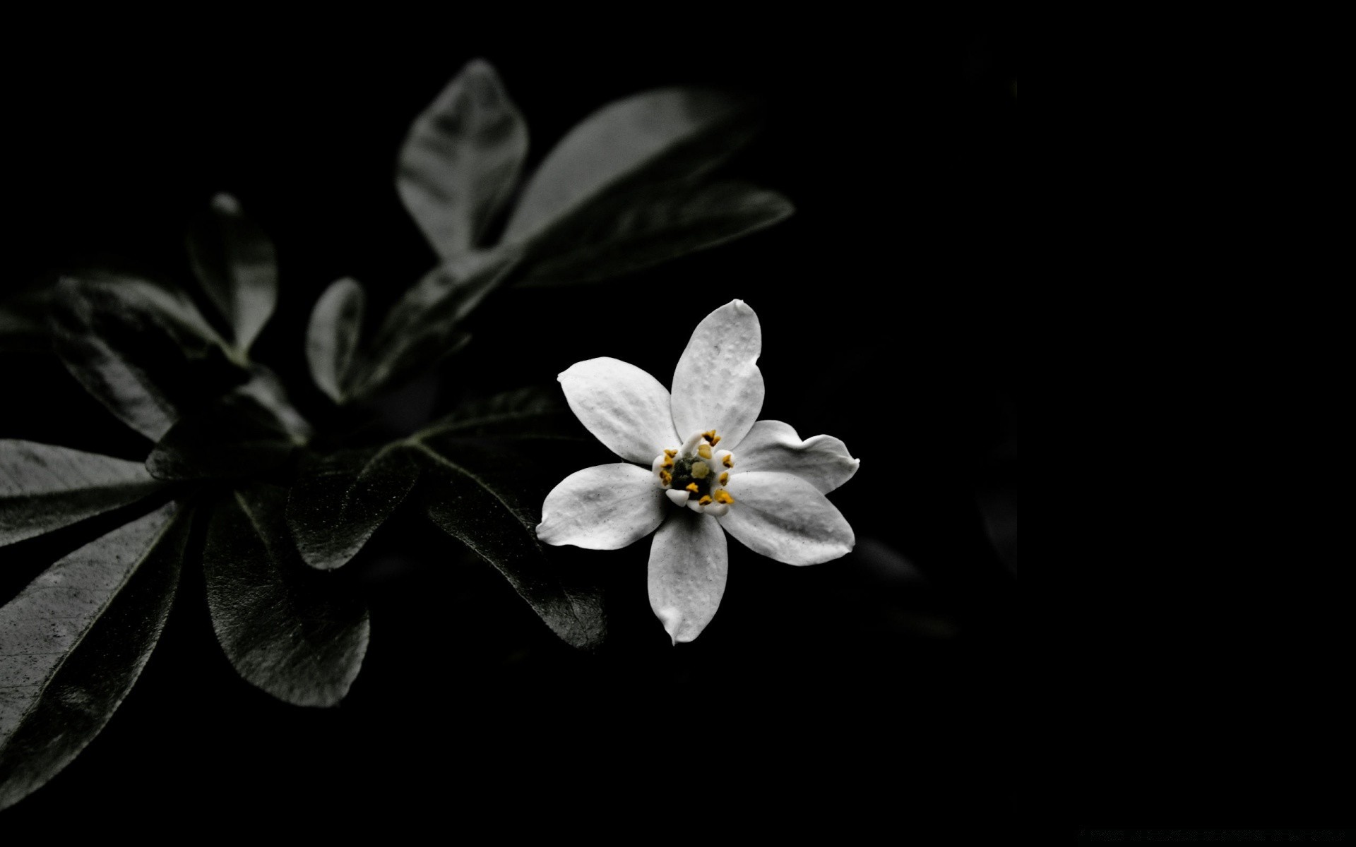 black flower nature leaf flora petal garden blur still life beautiful color blooming floral close-up