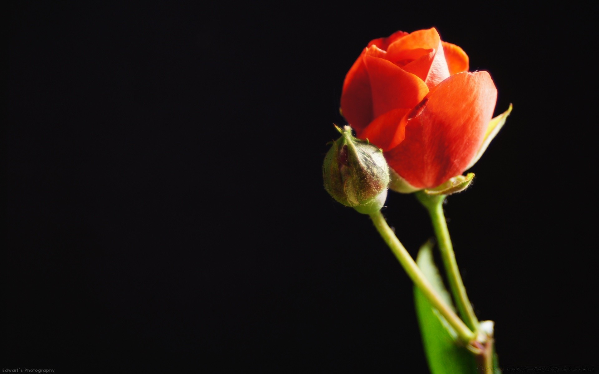 czarny kwiat natura liść flora tulipan róża płatek delikatny lato