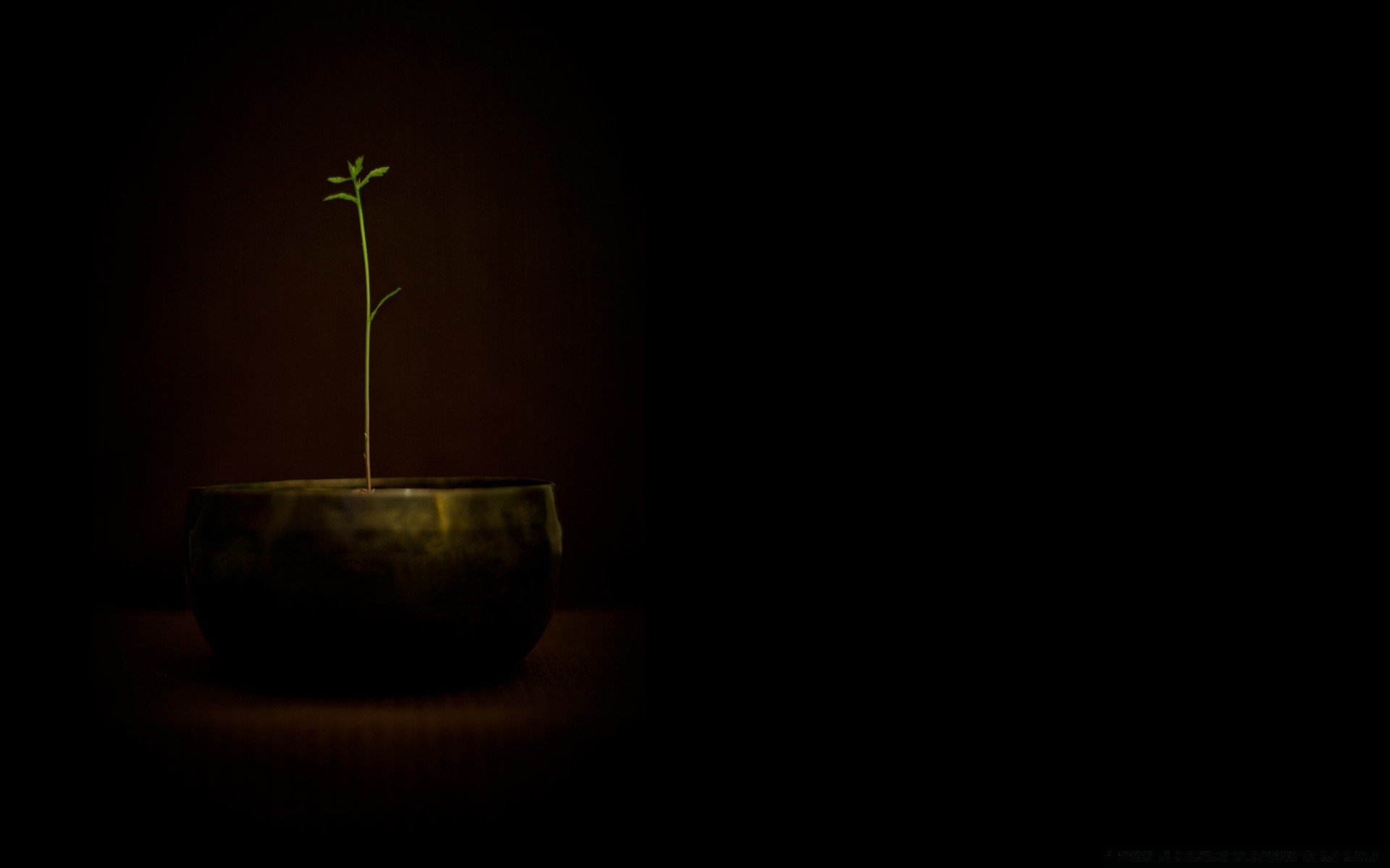 black still life desktop light backlit silhouette cutout smoke one food abstract dark sprout blur